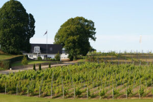 Go Dream VINSMAGNING OG TAPAS FOR 2 PÅ LINDELY VINGÅRD- Oplevelsesgaver GASTRONOMY - Få et indblik i hvordan de på den danske vingård Lindely nær