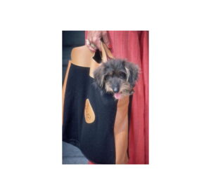 Gucci Pooch