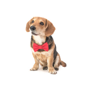 Funky Dog - Bowtie Hund og Kat - Rød med hvide prikker (M - 9 cm)