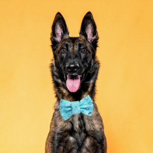 Funky Dog - Bowtie Hund og Kat - Turkis med snefnug (S - 6 cm)